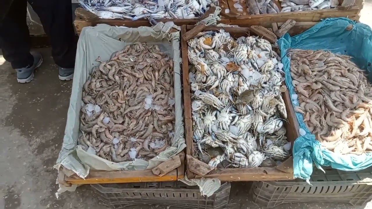 #جولة سوق السمك والخضار بجمصه.