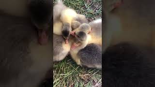 dear goose siblings #animallife #houseanimals #chicken #goose #chill #duck#sweet