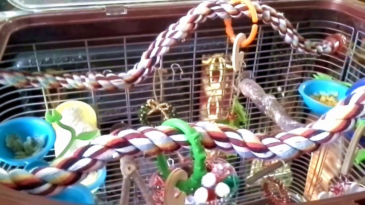 Visual Reference: Very Late Christmas Theme Parrotlet Cage Tour Habitat Defined Cage