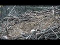 Hanover eagles live cam  ontap   free live cams from around the world  mozilla firefox 2024 04 0