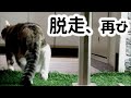 元野良猫のゆきち、脱走再び…。原因はアレだったもよう