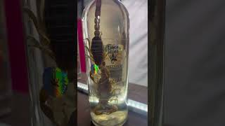 Mezcal con Alacranes😱😱😱. #mezcal #alacran #alacranes #mezcalartesanal