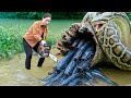 72h Alone Survival with Chainsaw: Harvesting +1000kg Giant Catfish, Facing Snakes - Primitive Life
