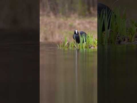 🔊 Клац клац, делает лысуха🐦⬛ coot bird makes a click #birds #nature #animals #птицы #природа