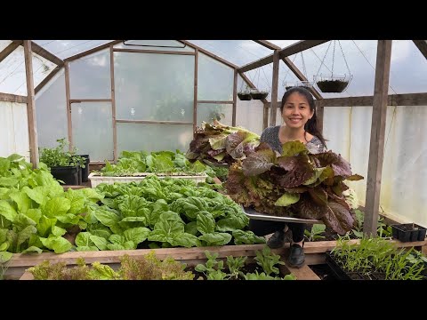 Tham Quan Vườn Nhà Kính và Trồng Những Loại Rau Thơm Để Tránh Sâu Bọ - Lettuce Harvest.