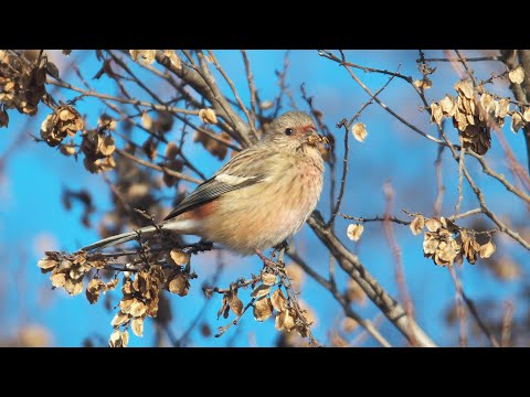 アキニレの実を食べる野鳥ベニマシコ(紅猿子、Long-tailed Rosefinch) 