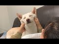 마사지 느끼는 강아지 반응ㅋㅋ / 사람 같은 진돗개🐶 / #shorts / Dogs behavior getting Massage