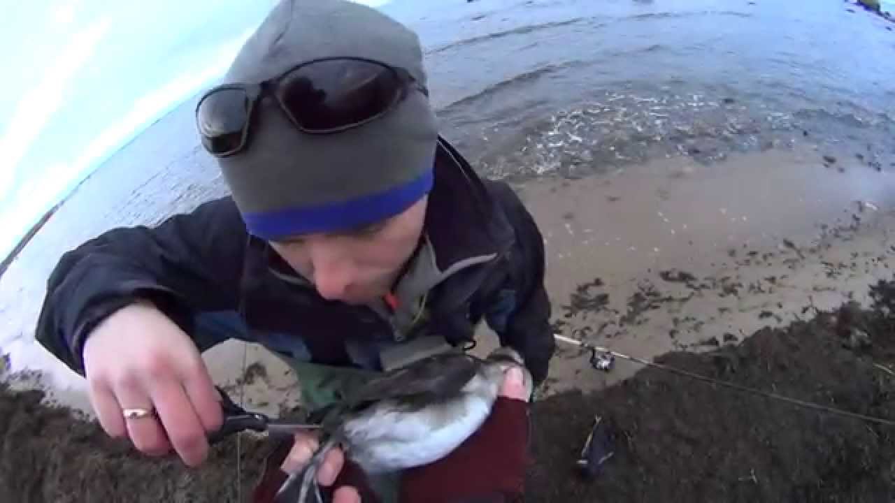 Merikamuuvi 20132014 vol 1. Sea trout Adventures in Estonia. YouTube