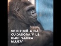 Gorila koko Pachamama mensaje Sos tierra ecocidio ecología Robin williams
