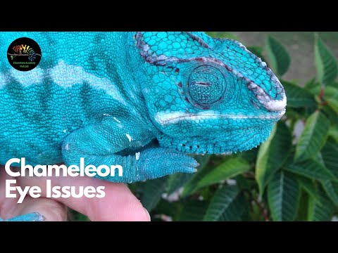 Chameleon Eye Issues