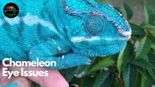 Chameleon Eye Issues