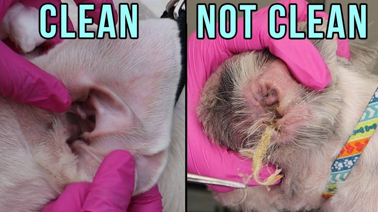 How Clean Ear Should Look Like YouTube