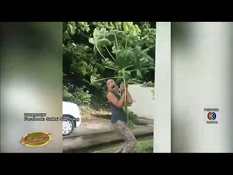 คลิปสาวปกป้องต้นมะละกอยิ่งชีพ ไม่ให้โดนพายุพัดโค่นล้ม