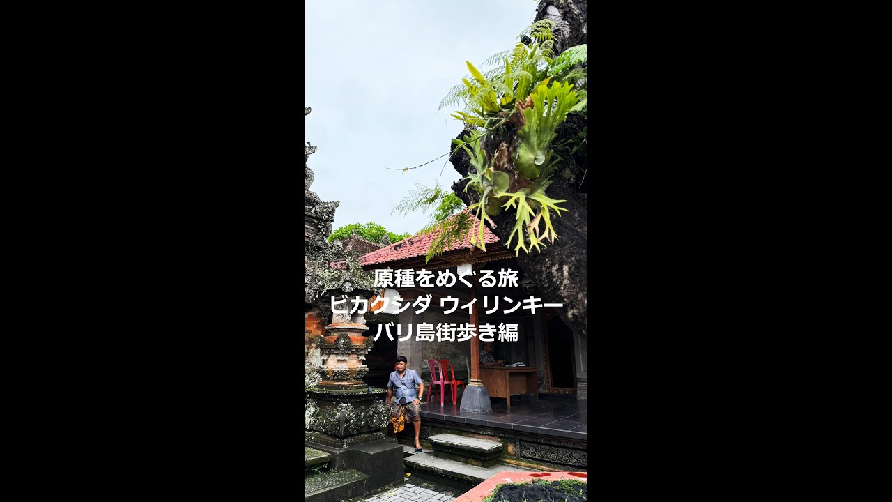 原種をめぐる旅】ビカクシダ ウィリンキー バリ島街歩き編