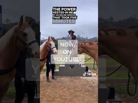 Gay Marriage Between Horses Yeehawllywood