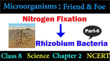 Nitrogen Fixation : Microorganisms Friend and Foe || Class 8 science NCERT|| Part- 6