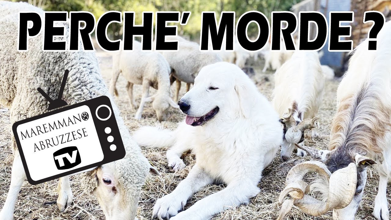 IL MORSO DEL CANE - MOTIVAZIONI ETOLOGICHE