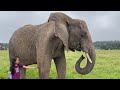 Knysna Elephant Park, South Africa