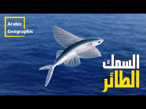 فيديو: الأسماك الطائرة: سماتها وأصنافها