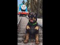 Chop Meets Thomas The Train #shorts