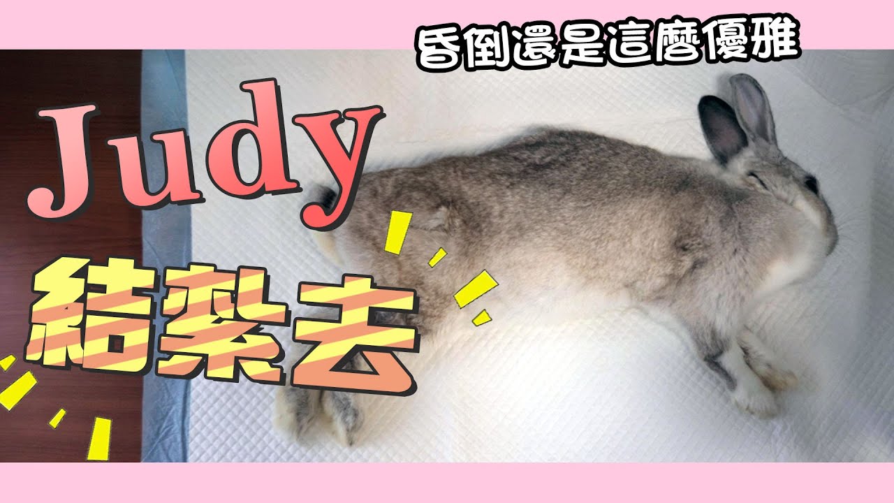 一豬小公主｜Judy結紮去!