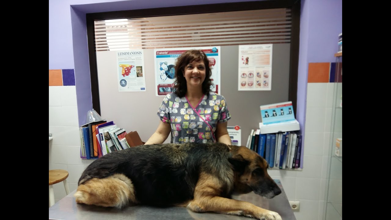 VIDEOVET_1_LAIKA VIENE CON SINTOMAS DE LEISHMANIOSIS (1)