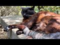 気分良い所キジ白に入り込まれたデカい黒猫どんちゃん大人の余裕