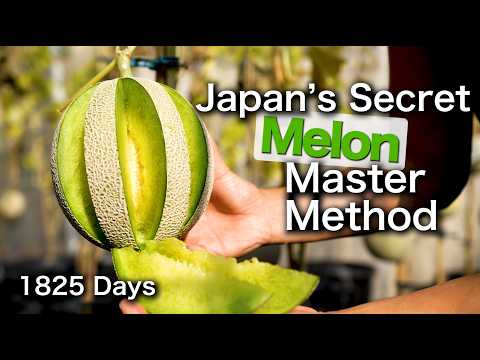 5 Years to perfect | How to grow melons in containers | Shizuoka