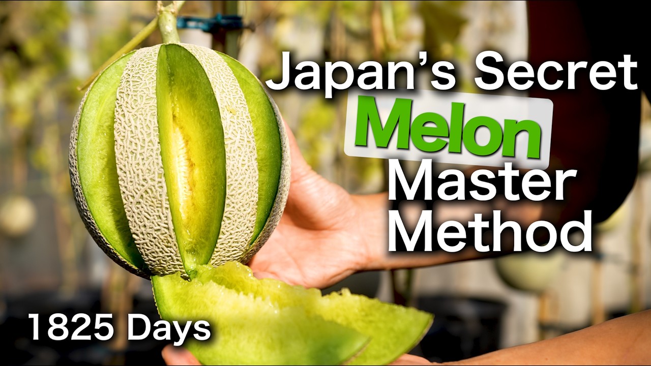 5 Years to perfect | How to grow melons in containers | Shizuoka