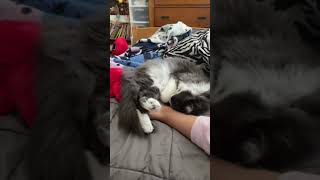 Zoey Is Sleeping On My Foot?Olivia Loren The Makeup Princess