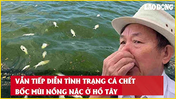 Vẫn tiếp diễn tình trạng cá chết bốc mùi nồng nặc ở Hồ Tây| Báo Lao Động