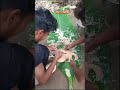 #minivlog #assamese #trending #ekmotahathighumechala #shortvideo #vairalvideo #assamesemusic