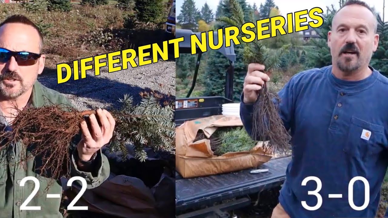 Christmas tree seedlings. 30 vs 22. YouTube