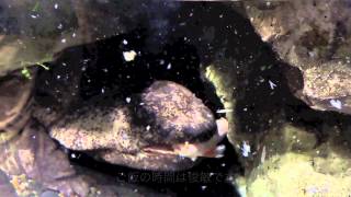 オオサンショウウオの食事シーン 京都水族館 公式 Youtube