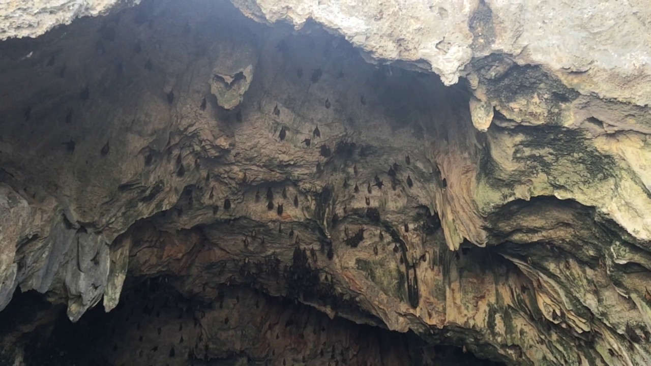 Bat cave at 1000 islands (Marcos Island, Alaminos, Philippines) YouTube