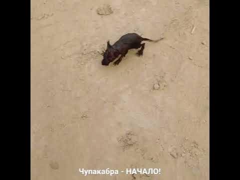 ЧУПАКАБРА - МОЛОДЫЕ ГОДЫ!))) - YouTube