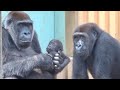 ついに母親から離れて筋トレを始めた赤ちゃんゴリラ⭐️Gorilla【京都市動物園】Kintaro finally started muscle training away from his mom