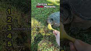 Ranking Best Turtle Moments#shorts #ranking #viral #shortvideo