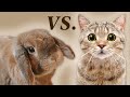 RABBITS VS CATS: Which Pet is Better???