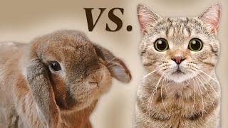 Rabbits Vs Cats Which Pet Is Better???