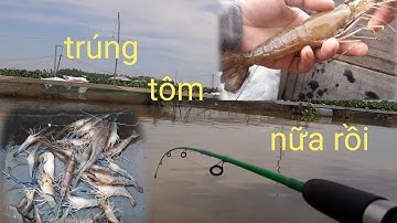 Câu tôm sông tiền,một ngày câu tôm bội thu,tôm to,tôm nhỏ thay nhau ăn liên tục