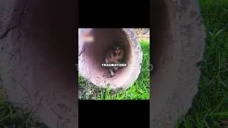 Celebrity Traumatized Cat was Fighting Against the World.. Net Worth