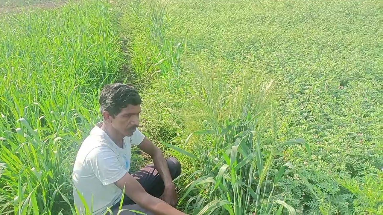 SRT गेहू की खेती राजुरा