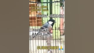 suara pikat gelatik batudijamin ampuhh