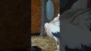 Ketika Bangau Bertanya tidak Makan Malam Hari Ini burung hewanlucu hewan