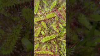 Sticky Field Of Carnivorous Plants