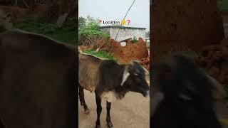 📍location -❓|| बारीश का खूबसूरत नजारा⛈️😌 #mansunview #location #newlocation #new #jharkhand #viral
