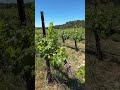 New Frey Winery #WineryOpening #WineTasting #MigratoryBirds #PondLife #TastingRoom #FreyVineyards
