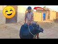 Go for swimming with buffalo  village vlog life  vlog adventures