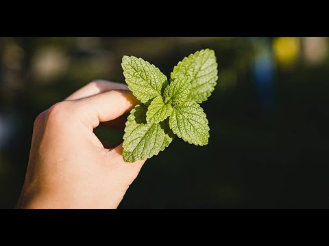 Conoce Los Beneficios Y Propiedades Exclusivas De La Menta Para Tu